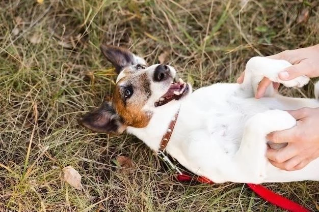 El Jack Russell Terrier: Una guía completa para cuidar a tu compañero canino