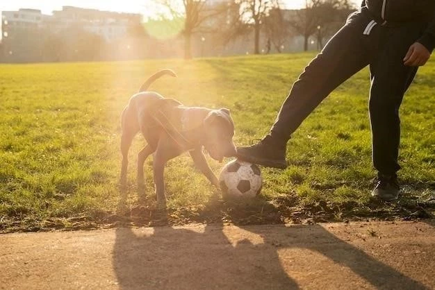 Cómo entrenar a un perro para que no corra