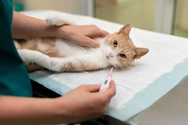 Higiene para gatitos huérfanos: una guía completa