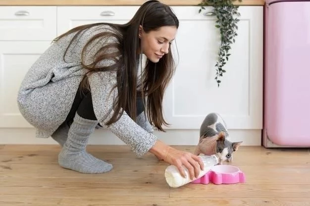 Cómo Entrenar a tu Gato para que Use un Arnés