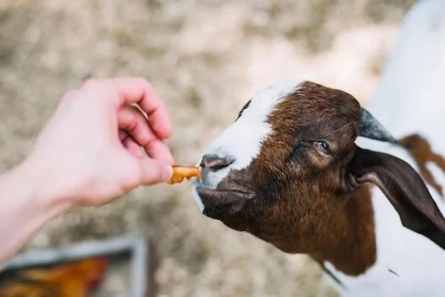 Alimentar a un ternero con un chupete: una guía completa