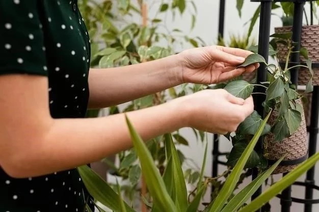 Cómo podar Dracaenas: Una guía paso a paso