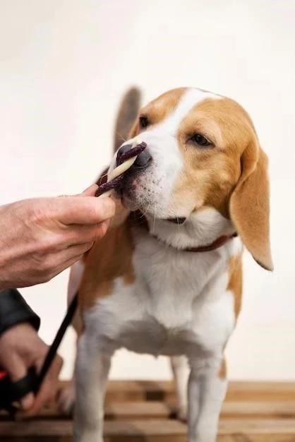 Afeitar a un perro: Guía completa para principiantes