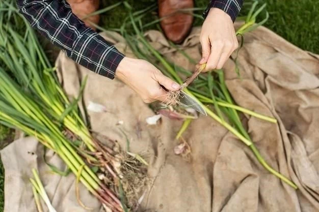 Cultivo de cebollas: Guía completa para principiantes