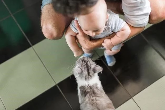 Cómo Entrenar a un Gato para que Use el Baño