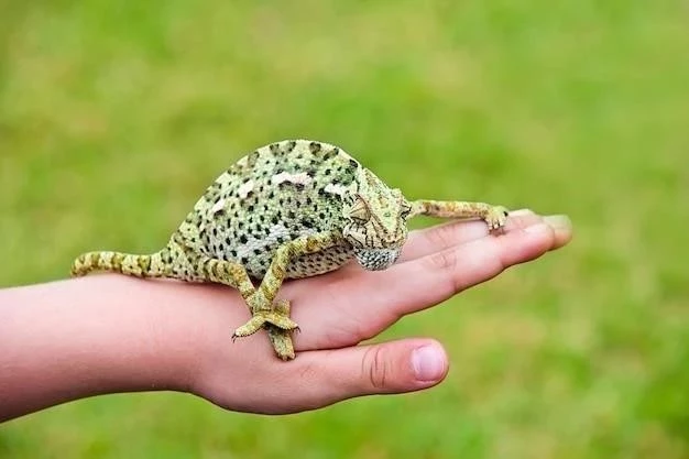 Guía Completa para el Cuidado de una Rana Arborícola Gris como Mascota