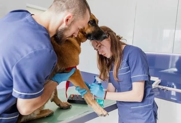 Cuidados postoperatorios para la esterilización o castración de tu perro