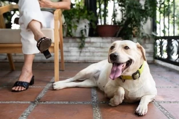 Entrenar a un cachorro para que pida salir con una campana