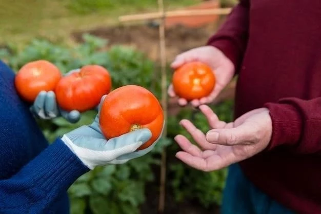 Cómo cosechar tomates maduros y sabrosos