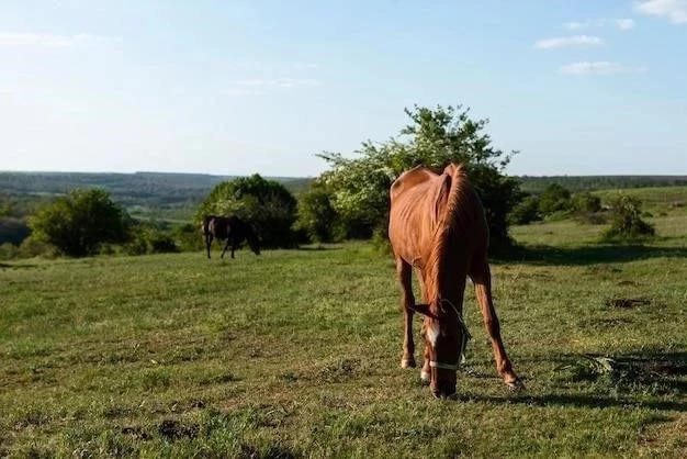 Doma Básica: Un Camino Hacia la Armonía con el Caballo