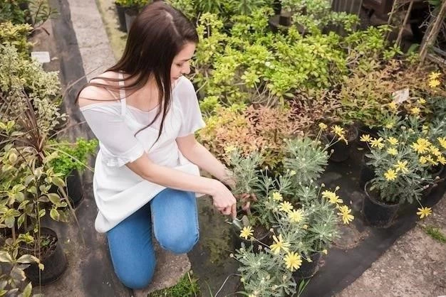 Cultivo de gerberas: una guía paso a paso