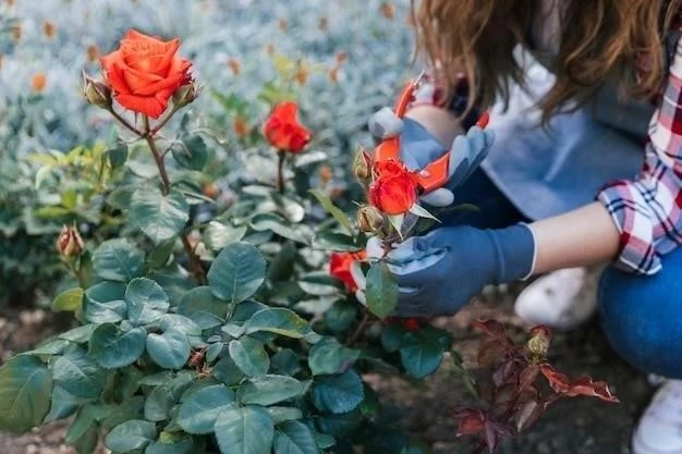 Cultivar Rosas en Contenedores: Una Guía Completa