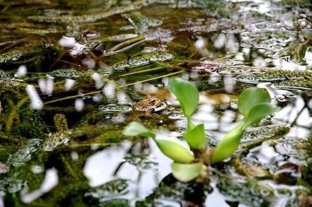 Cuidado de las ranas acuáticas: Guía completa para principiantes