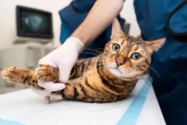 Reanimación Cardiopulmonar (RCP) en Gatos: Una Guía Completa