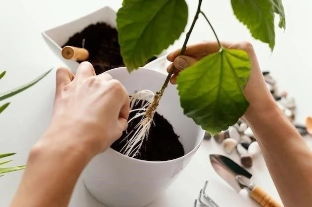 Mancha Foliar Negra: Cómo Prevenir y Tratar Esta Enfermedad Común de las Plantas