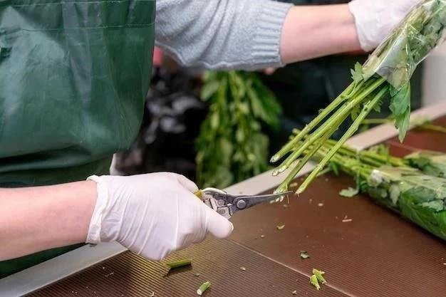 Cosechar cebolletas: Guía paso a paso para obtener el máximo sabor y frescura