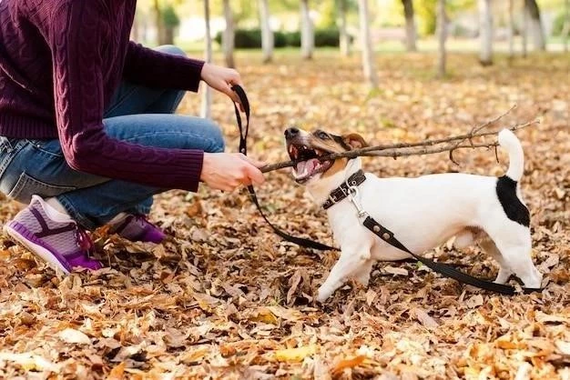 Cómo Entrenar a un Perro para Cazar Ardillas