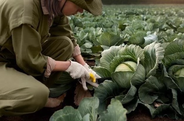 Cultivar Coliflor: Una Guía Paso a Paso para una Cosecha Exuberante