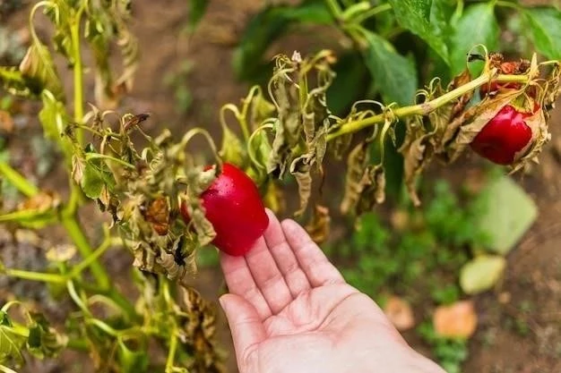 Cómo cultivar rábano picante