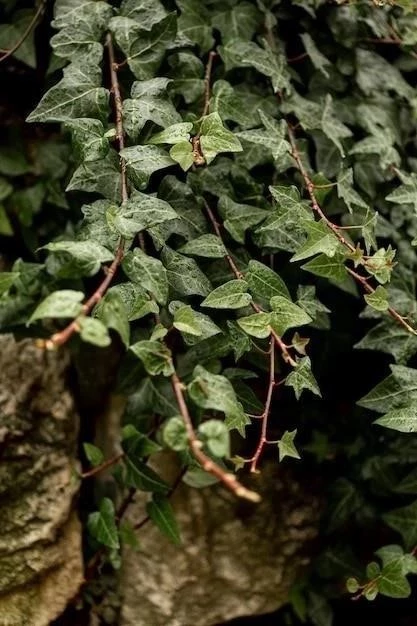 Hiedra venenosa y roble venenoso: identificación, síntomas y tratamiento