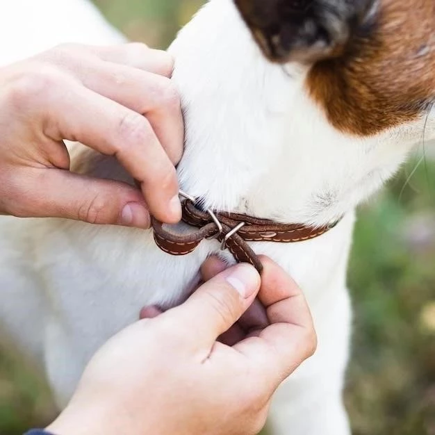 Cómo proteger la comida de tu mascota de las hormigas