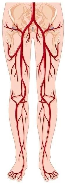 Arañas Vasculares: Causas, Tratamiento y Prevención