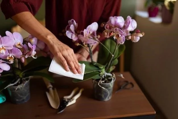 Guía Completa para el Cuidado de Mini Orquídeas