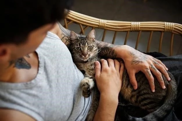 Cómo Atrapar Gatos de Manera Segura y Humanitaria